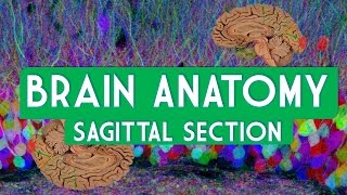 Brain Anatomy Sagittal Section [upl. by Tyra795]