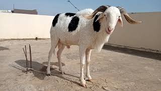 le plus beau mouton du senegal [upl. by Roderick]