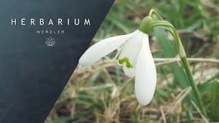 Galanthus nivalis  Common Snowdrop [upl. by Jany]