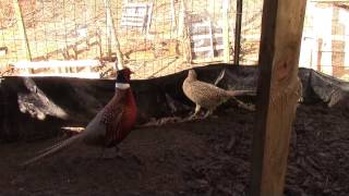 Why I Chose Pheasants Over Quail [upl. by Mott671]