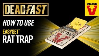 How To Use the Deadfast Easy Set Rat Trap [upl. by Ainessej]