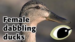 BTO Bird ID  female dabbling ducks [upl. by Dorthea]