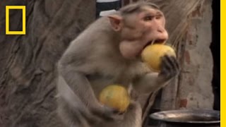 Monkey Thieves Raid Peoples Homes  National Geographic [upl. by Asserrac]