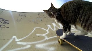 GoPro Didga the Skateboarding Cat [upl. by Ettenirt]