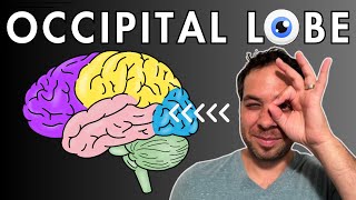 The Occipital Lobe Visual Cortex  Location and Function [upl. by Nhojleahcim]