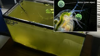 Raising Daphnia for the Freshwater Aquarium [upl. by Amy]