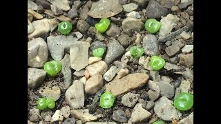 How To Grow Lithops From Seed Part 1 [upl. by Coussoule]