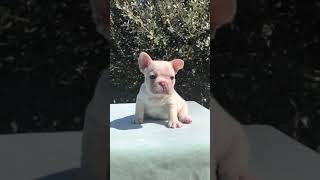 French bulldog puppy crying [upl. by Ettevi920]