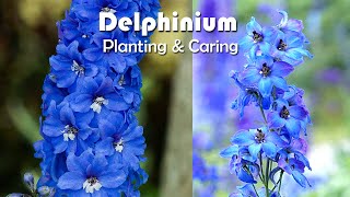 How To Grow Delphiniums Flowers  Delphiniums Planting amp Caring [upl. by Ocker]