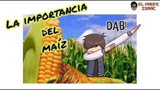 La importancia del maíz 🌽 [upl. by Kosey]