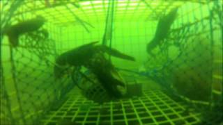 Lobsters filmed in a trap at the flying place cove [upl. by Ettenahc246]