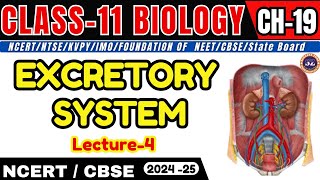 EXCRETORY SYSTEM I LECTURE  4 I CHAPTER  19 I CLASS11 I NEETCBSEState Board [upl. by Meensat]