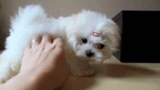 Teacup Maltese Puppy [upl. by Cloots]