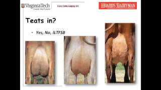 Dairy Judging 101  udders [upl. by Strander]