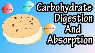 Carbohydrate Digestion And Absorption  Carbohydrate Metabolism [upl. by Pegasus]