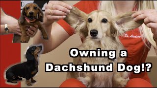 Owning a Dachshund  The Weiner Dog [upl. by Burget]