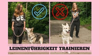 Leinenführigkeit trainieren  So gehts [upl. by Haerb]