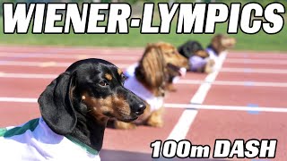 The 100m Dachshund Dash  Wiener Dog Race [upl. by Htez]