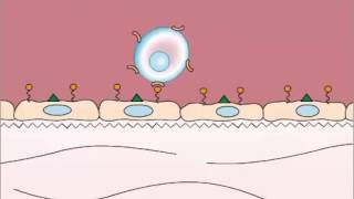 Adhesion in Leukocyte Extravasation [upl. by Andrus452]