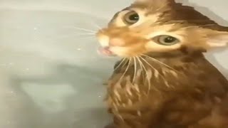 🙀 GATO GRITA EN LA DUCHA porque no le gusta bañarse  Gatos Graciosos Shorts [upl. by Arias]