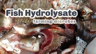 MAKING FISH HYDROLYSATE [upl. by Alrahc]