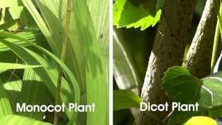 Monocot and Dicot Plants  MeitY OLabs [upl. by Hallette]