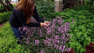 Penstemon in Full Bloom ‘Midnight Masquerade’ 💜😍🥰 [upl. by Grieve]