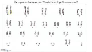 Homologe Chromosomen [upl. by Gilson]