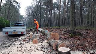 Brandhout zagen en afvoeren [upl. by Ardnassak686]