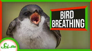 Reptiles Breathing Hack Helped Birds Dominate the Air [upl. by Spurgeon128]