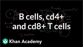 Review of B cells CD4 T cells and CD8 T cells  NCLEXRN  Khan Academy [upl. by Rika]