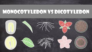 Differences between Monocots and Dicots  Plant Biology [upl. by Oigimer]