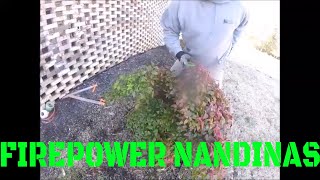 How To Prune and Maintain FirePower Nandinas [upl. by Laryssa441]