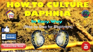 HOW TO CULTURE DAPHNIA In Easy Way [upl. by Starlene]