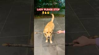 Drop it failsjunior goldenretriever happy dropit love cuteshortsviral shorts trending [upl. by Lankton]