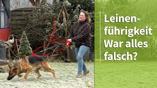 Leinenführigkeit ► War bisher alles falsch ► Die Auflösung im Video [upl. by Ahtelat]