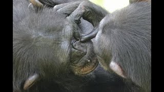 Aug 2020 Tama zoo chimps Miru [upl. by Harley]