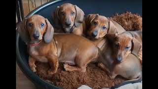 Dachshund puppies growing up  Time lapse [upl. by Yaniv2]