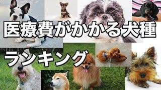 【獣医が教える】医療費がかかる犬種ランキング 〜2021年最新版〜 [upl. by Mezoff494]