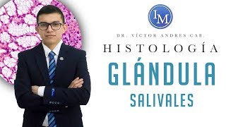 Histología  Sistema digestivo  Glándulas salivales [upl. by Dorthy]