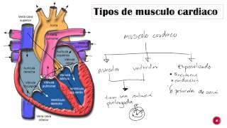 Fisiología cardiaca PARTE 1 Introducción [upl. by Der]