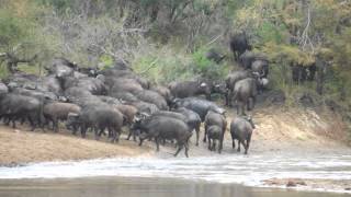 Buffalo crossing Main dam with crocodile [upl. by Nolubez]