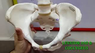 BONY PELVIS PART1 BY DR MITESH DAVE [upl. by Ednargel259]