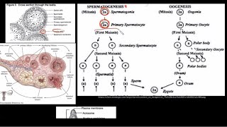 Grade 12 Life Sciences Human Reproduction Part 2 [upl. by Oileduab]