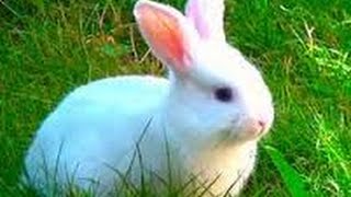 RABBIT Documentary 2016 National Geographic Animal Planet For KIDS BBC Island Angora Wild [upl. by Sikorski]