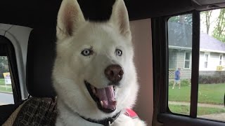 Siberian Husky Facts  What to Expect Owning a Siberian Husky [upl. by Harutek588]