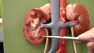 Urinary System 1 [upl. by Lynsey]