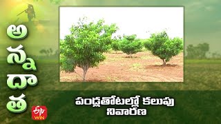 పండ్లతోటల్లో కలుపు నివారణ  weed control in fruit crops  ETV Telugu [upl. by Alamat]