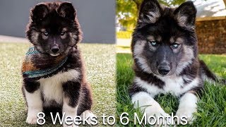 8 Weeks to 6 Months My Husky Transformation [upl. by Plate]