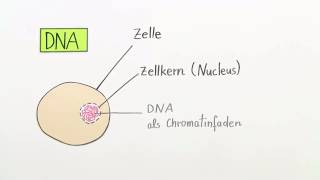 Meiose  Keimzellenbildung  Biologie  Genetik [upl. by Ahkeber576]